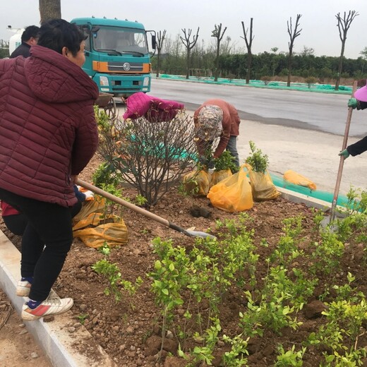 云南邊坡生態(tài)袋綠化工程施工