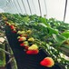 温室葡萄草莓栽培槽