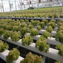 葉菜水培管道葉菜果蔬通用水培管道圖片