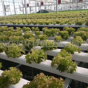 水培管水培蔬菜水培植物水培管生產(chǎn)水培溫室種植方式有哪些