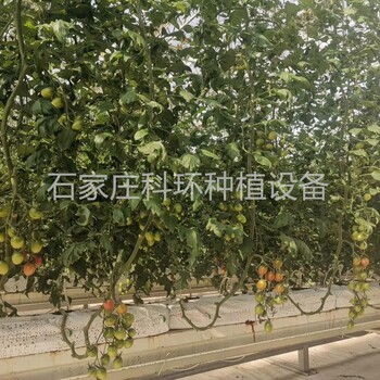 荷兰几字槽栽培番茄荷兰模式PVC几字槽什么是几字型栽培槽系统