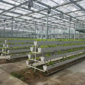 蔬菜立體栽培模式蔬菜立體種植立體蔬菜種植大蔥管理措施