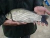 養(yǎng)殖場(chǎng)鯽魚鳊魚花鰱各種魚苗