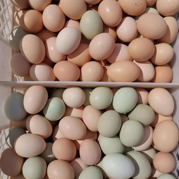 蛋鸡下沙壳蛋是由什么原因引起的鸡产出破壳蛋怎么办