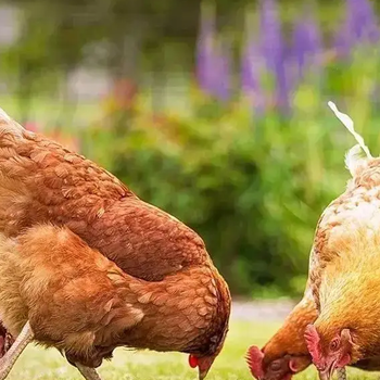 养鸡得脂肪肝怎么回事蛋鸡脂肪肝的发病来源