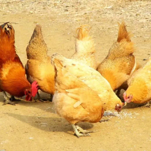 蛋鸡多下蛋吃啥鸡怎么治脂肪肝