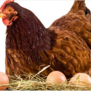 蛋鸡脂肪肝的症状表现蛋鸡脂肪肝发生后的注意事项