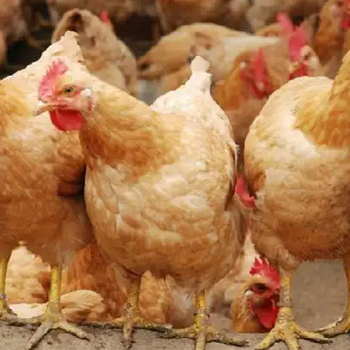 脂肪肝对蛋鸡的影响蛋鸡脂肪肝的解决方案