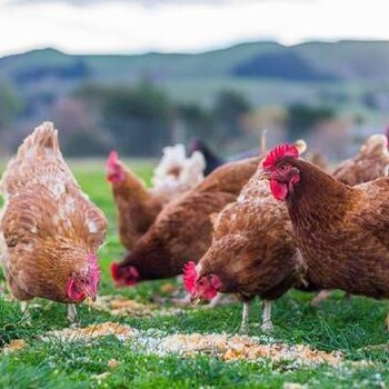 怎么防控鸡产破壳蛋鸡产破壳蛋的原因