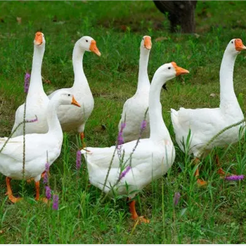 预防鹅群发生浆膜炎怎么做鹅感染浆膜炎的用药
