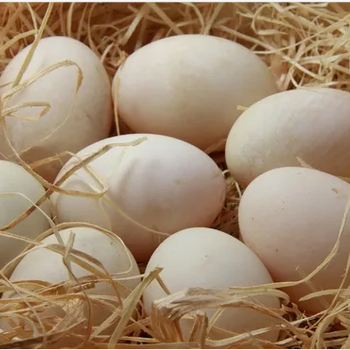 蛋雞如何保持產蛋高峰期雞產蛋多的飼料配方