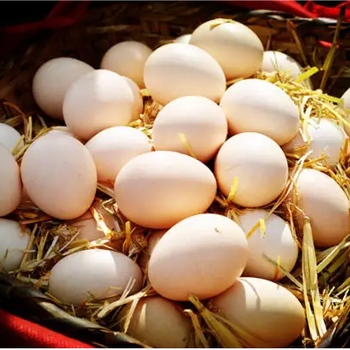蛋鸡产软皮蛋的原因鸡产出软壳蛋怎么办