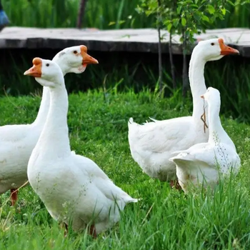 鸭呼肠孤病的症状有哪些防治鸭呼肠孤用什么药