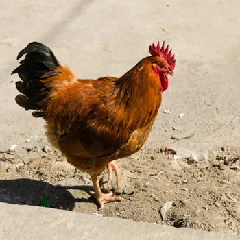 鸡发生腺肌胃炎的诱因鸡腺肌胃炎引发因素