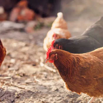 鸡净化病毒怎么做鸡怎么预防病毒病