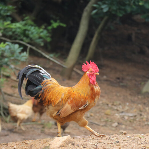 鸡的鸡冠生长缓慢怎么办鸡的鸡冠什么时候开始发育