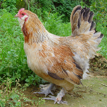 鸡大肝大脾的特征表现是什么鸡怎么预防大肝大脾
