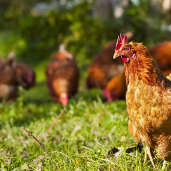 鸡大肝大脾的特征表现是什么鸡怎么预防大肝大脾