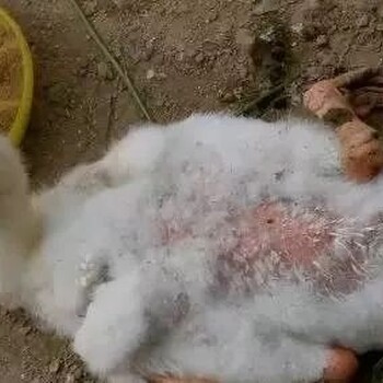 鵝為什么會瘸腿癱瘓鵝瘸腿癱瘓得了什么病