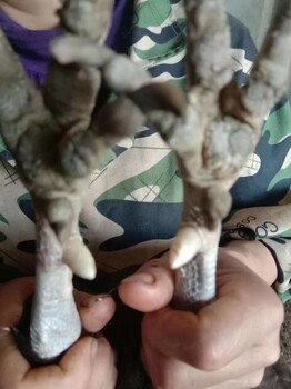 加快閹雞長蹬爪的速度吃什么能讓閹雞的腳蹬長的長點(diǎn)