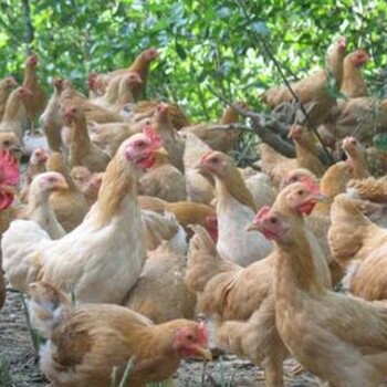 鸡啄羽对鸡有什么影响鸡群啄羽怎么预防