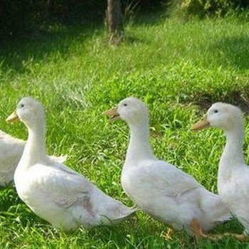 肉鴨長得慢吃什么肉鴨想要長得快應(yīng)該吃什么