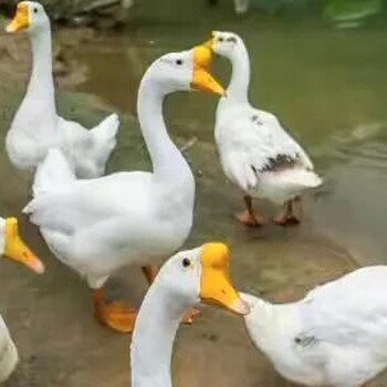 鵝肺部發(fā)黑應(yīng)該吃點什么藥鵝黑肺腫大應(yīng)該吃什么藥