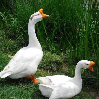 鵝肺部發(fā)黑應(yīng)該吃點什么藥鵝黑肺腫大應(yīng)該吃什么藥