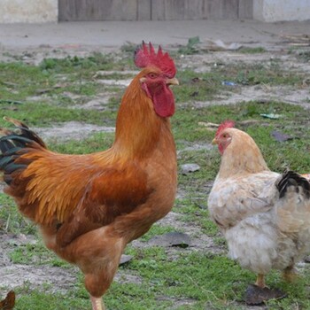 如何养好土鸡怎样才能避免鸡冠下垂养好土鸡防鸡冠下垂的办法