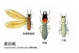 广州上门灭白蚁多少钱，科学去除白蚁窝