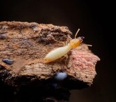 广州驱白蚁公司，放生白蚁，家里防治白蚁