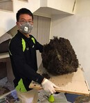 广州清白蚁、科学防治白蚁、清除蚁巢