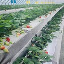 供應(yīng)草莓栽培槽草莓椰糠栽培袋槽草莓立體栽培槽