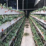 立体蔬菜栽培槽pvc管立体种植草莓