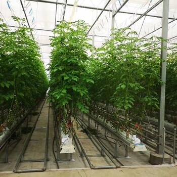 荷蘭模式小番茄種植槽椰糠無(wú)土栽培番茄幾字槽廠家