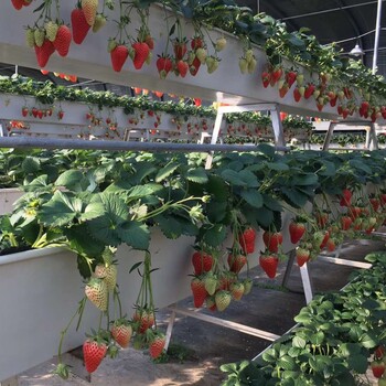 草莓立体种植槽无纺布草莓无土种植槽金科环实体工厂产品可定制