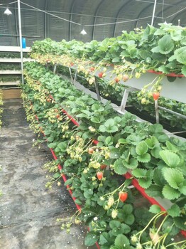 草莓立体种植槽无纺布草莓无土种植槽金科环实体工厂产品可定制