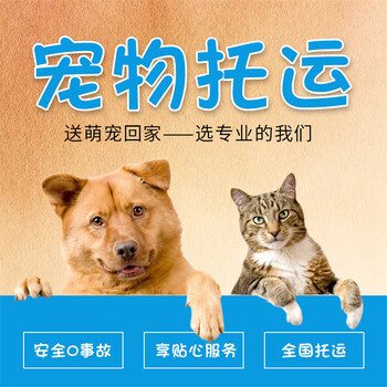 台州宠物猫托运上门接宠本地服务