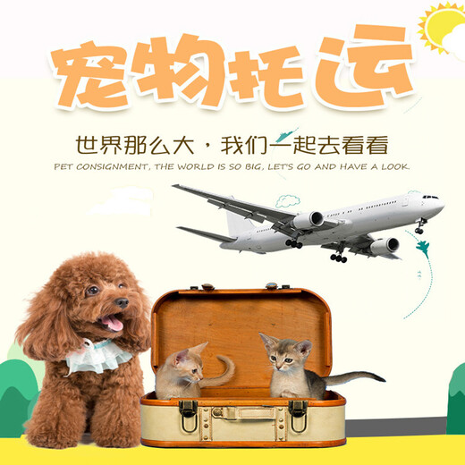 巢湖宠物猫托运空调专车托运