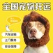 东莞宠物小猫托运上门接宠