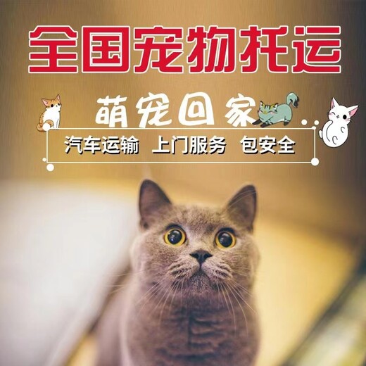 福清宠物猫咪托运空调专车托运