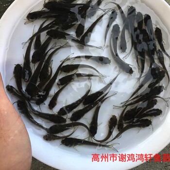 斑點(diǎn)叉尾鮰魚苗出售叉尾魚苗批發(fā)鉗魚苗養(yǎng)殖基地養(yǎng)殖基地
