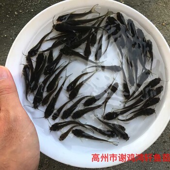斑點(diǎn)叉尾鮰魚苗出售叉尾魚苗批發(fā)鉗魚苗養(yǎng)殖基地養(yǎng)殖基地