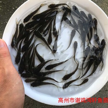 斑點(diǎn)叉尾鮰魚苗出售叉尾魚苗批發(fā)鉗魚苗養(yǎng)殖基地養(yǎng)殖基地