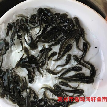 雜交南方大口鯰魚(yú)苗出售黃鯰魚(yú)苗批發(fā)雜交黃鯰魚(yú)苗質(zhì)優(yōu)