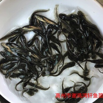 雜交南方大口鯰魚(yú)苗出售黃鯰魚(yú)苗批發(fā)雜交黃鯰魚(yú)苗質(zhì)優(yōu)