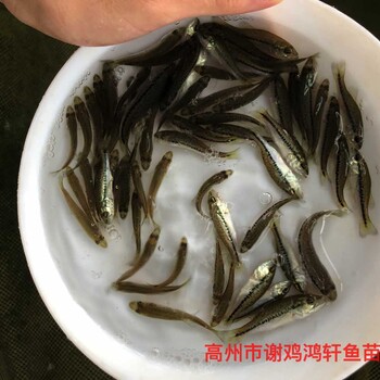 加州鱸魚苗出售淡水鱸魚苗批發馴化大口黑鱸魚苗質優