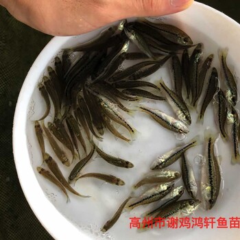 加州鱸魚苗出售淡水鱸魚苗批發馴化大口黑鱸魚苗質優