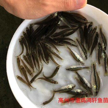 加州鱸魚苗出售淡水鱸魚苗批發馴化大口黑鱸魚苗質優