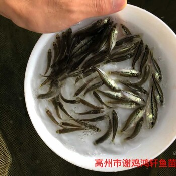 加州鱸魚苗出售淡水鱸魚苗批發馴化大口黑鱸魚苗質優